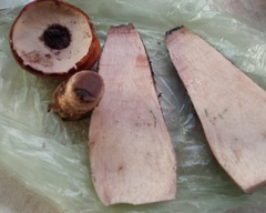 Leccinum vulpinum