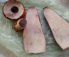 Leccinum vulpinum