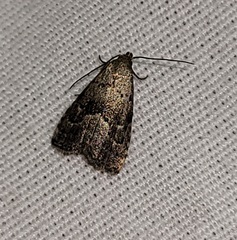 Hypenodes franclemonti