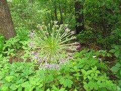 Allium rosenorum