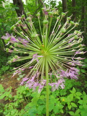 Allium rosenorum