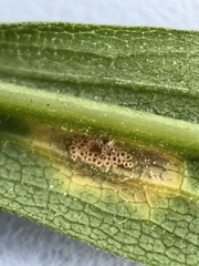Puccinia dioicae