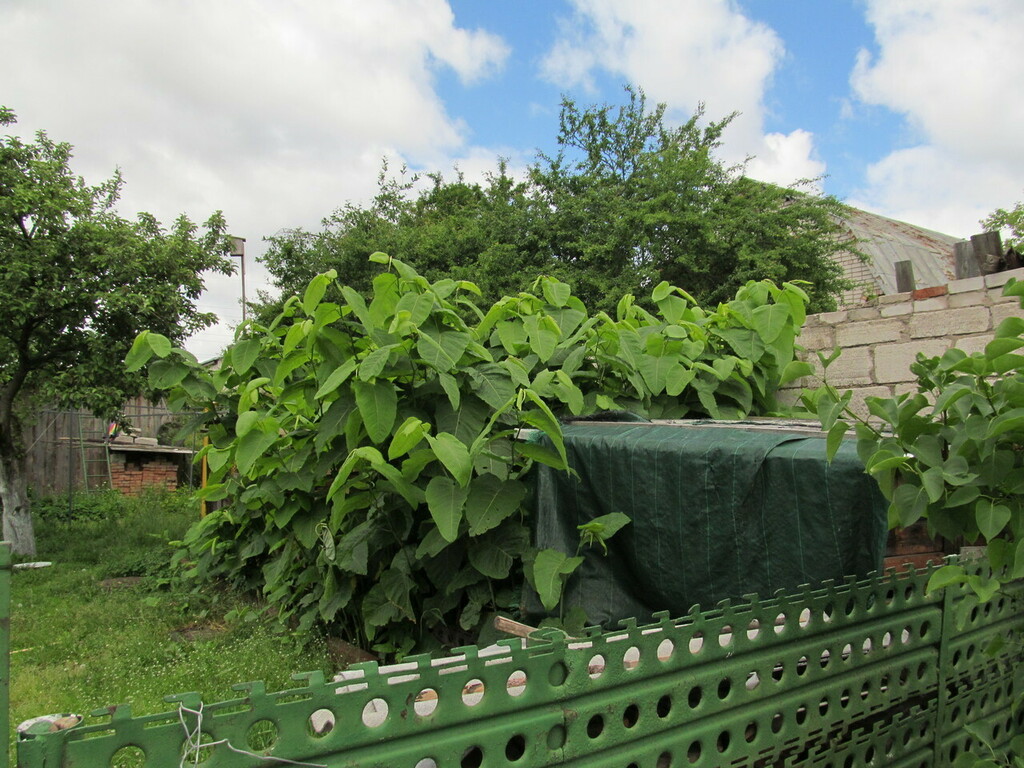 Giant Knotweed From On June 15   Large 