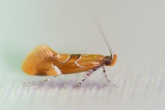 Epicallima formosella