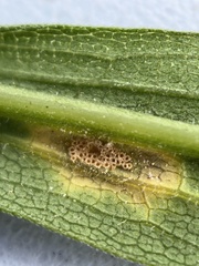 Puccinia dioicae