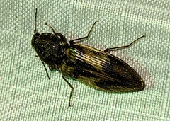 Stropenron hieroglyphica