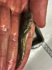 Cottus cognatus