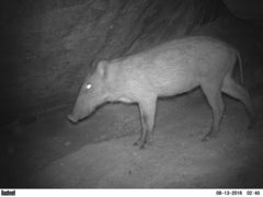 Sus scrofa cristatus