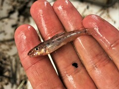 Percopsis omiscomaycus