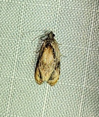 Zomaria interruptolineana