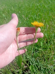 Scorzoneroides autumnalis