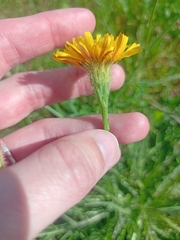 Scorzoneroides autumnalis