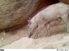 Sus scrofa cristatus