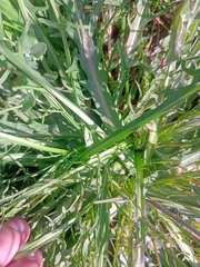 Scorzoneroides autumnalis