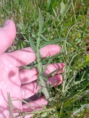 Scorzoneroides autumnalis