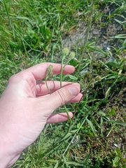 Scorzoneroides autumnalis