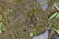 Microhyla fissipes