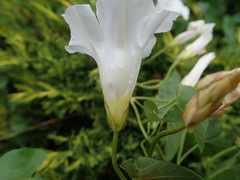 Calystegia sepium