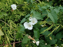 Calystegia sepium