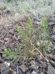 Galatella biflora