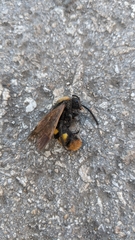 Megascolia maculata maculata