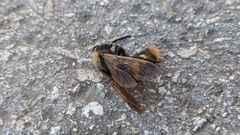 Megascolia maculata maculata