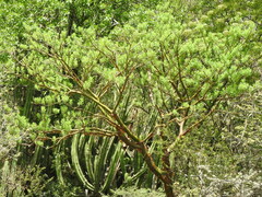 Bursera morelensis