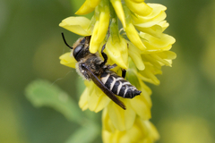 Coelioxys
