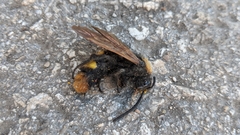 Megascolia maculata maculata