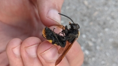 Megascolia maculata maculata