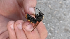 Megascolia maculata maculata