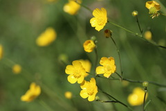 Ranunculus acris acris