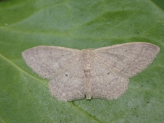 Idaea neglecta