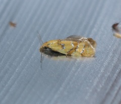 Phtheochroa vitellinana