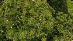 Pentaclethra macroloba