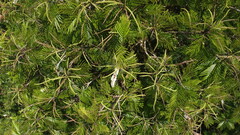 Pentaclethra macroloba