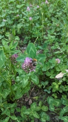 Bombus pascuorum