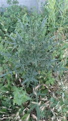 Cirsium vulgare