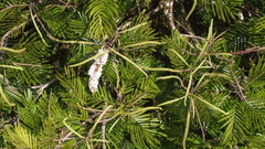 Pentaclethra macroloba