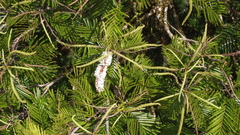 Pentaclethra macroloba