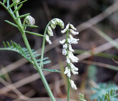 Vicia pulchella