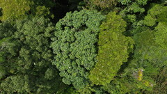 Pentaclethra macroloba