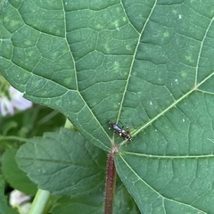 Trypherus frisoni