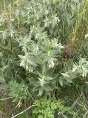 Lithospermum occidentale