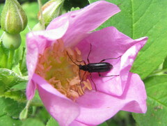 Grammoptera subargentata