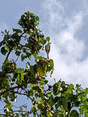 Tyrannus dominicensis