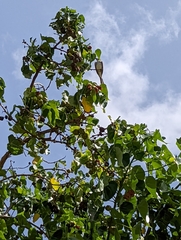 Tyrannus dominicensis