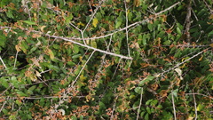 Virola sebifera