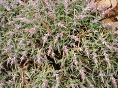 Noaea mucronata