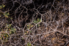 Launaea arborescens